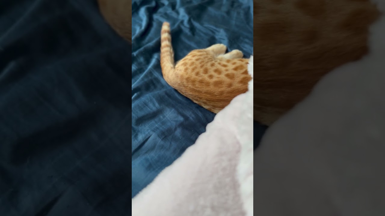 眠いのかな❓ #キンカロー #猫 #cat #子猫 #猫のいる暮らし #catlover #고양이 #catvideos #catlovers #catvideo