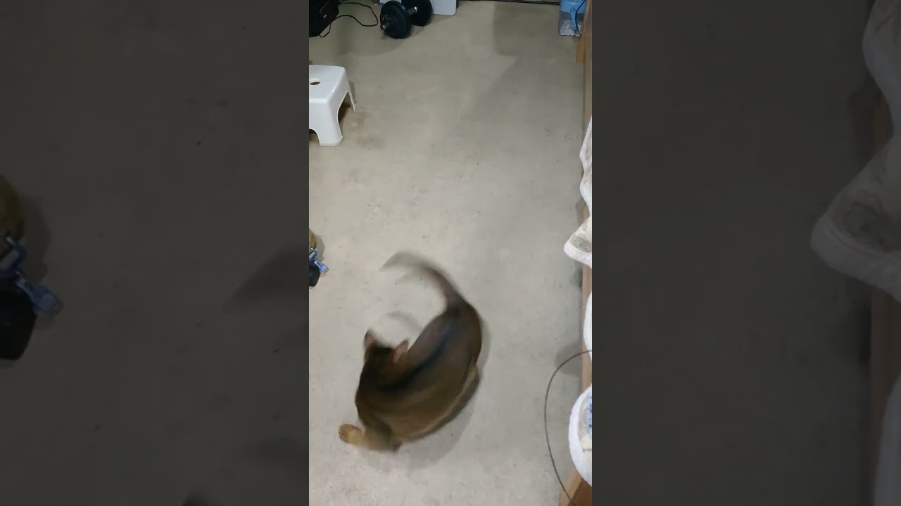 ネコ動画あび#905　#shorts　あびの毎日　アビシニアン　あびブログ