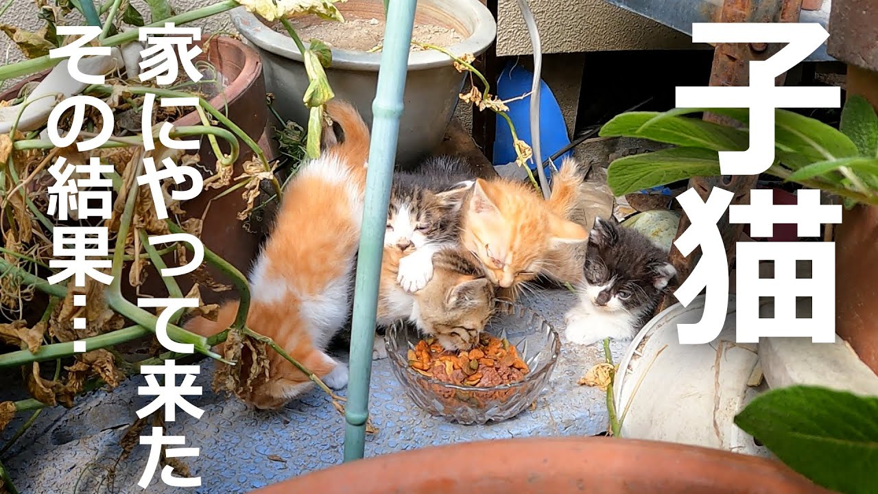 家に知らない子猫がやってきた結果…