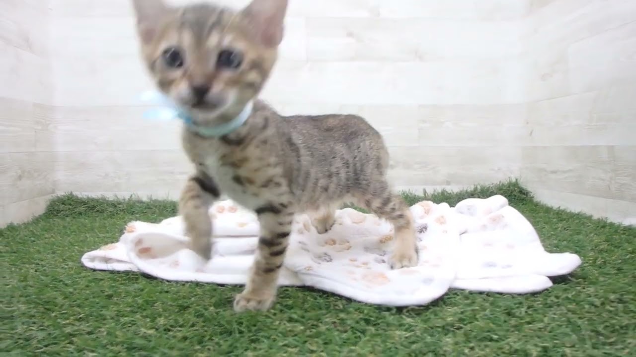 Coo&RIKU　No00630709 エジプシャンマウ