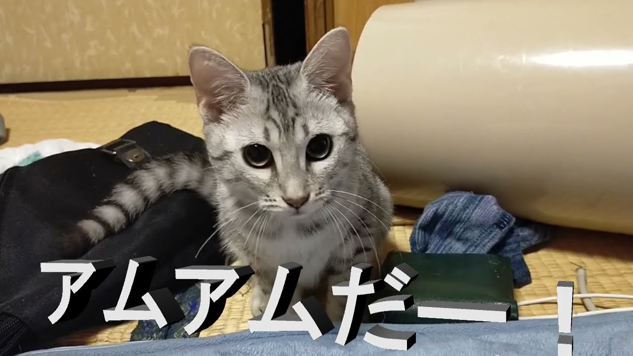 【エジプシャンマウはる】　Let's アムアム （猫動画）