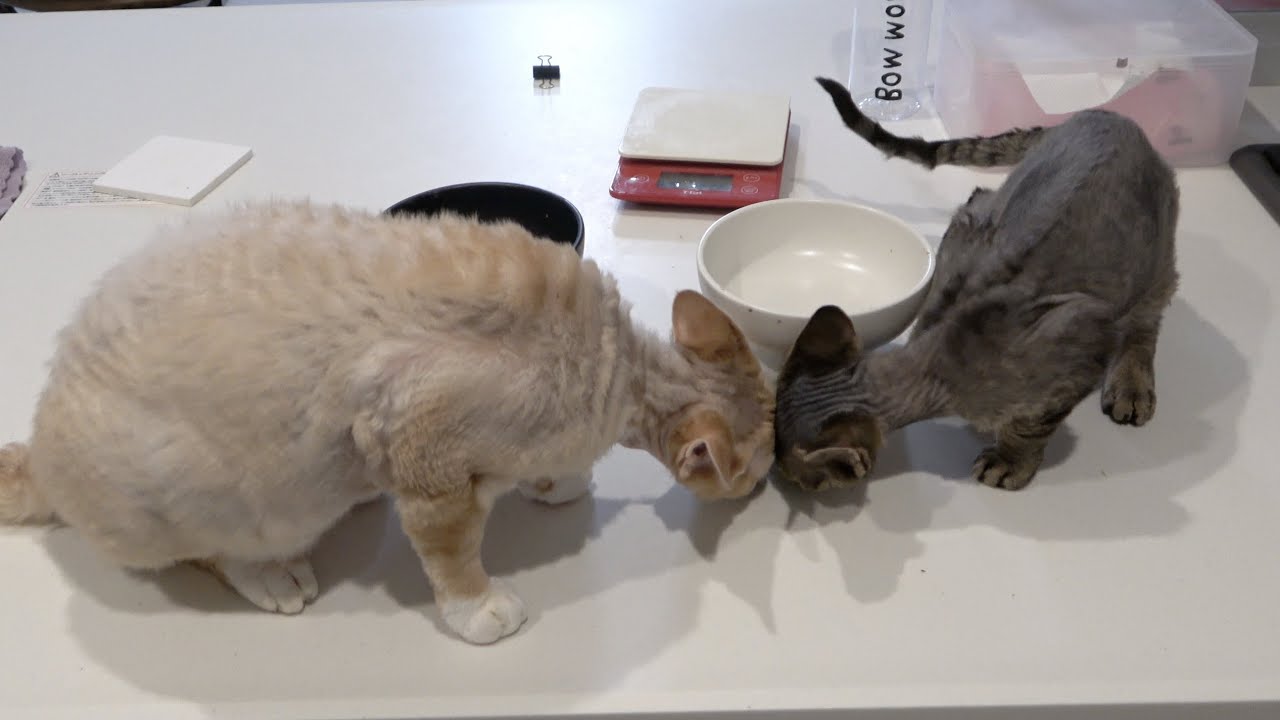 一緒におやつを食べるデボンレックス猫兄弟です(Devon Rex brothers eating snacks together)