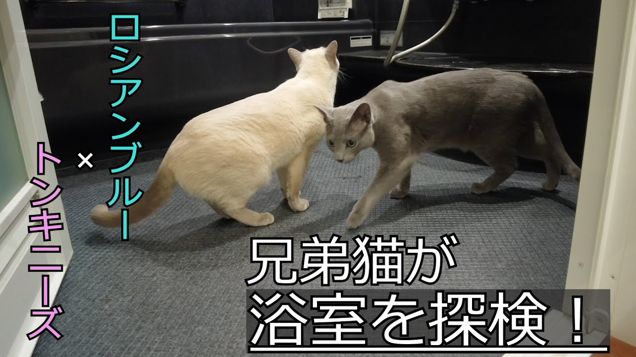 【不思議解消？】【ロシアンブルー×トンキニーズ】いつも気になっていた浴室を探検（＃60）