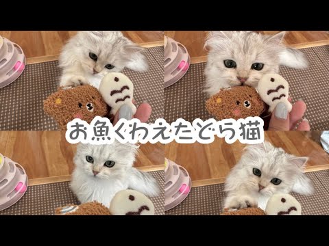 【ペルシャ猫】おもちゃ開封式の巻