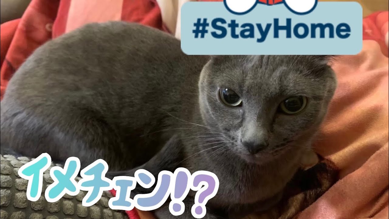 【猫】猫の耳は人の髪型と同じくらい印象を変えます〜Impressions of cat ears〜