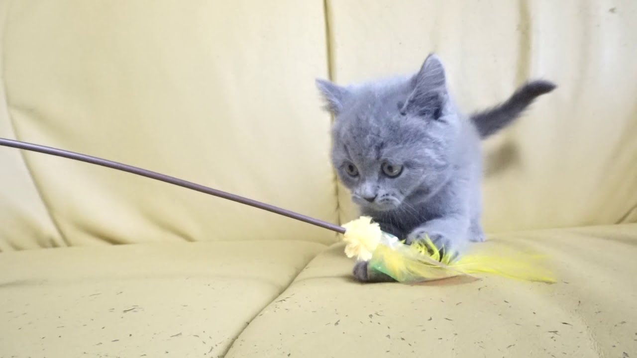 セルカークレックス子猫　2019.12.1産れ　ブルー　男の子　シーダキャット猫のお店