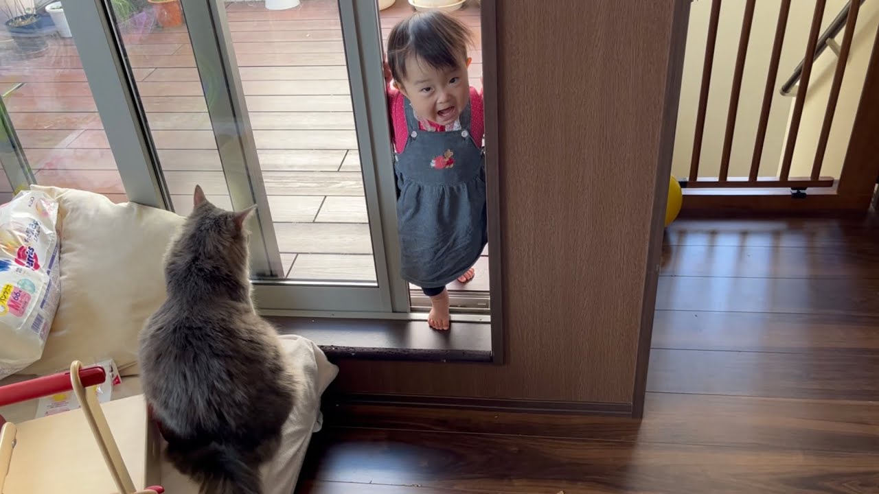 赤ちゃんから何度も名前を呼ばれる猫　ノルウェージャンフォレストキャット　A cat whose name is called many times by a baby
