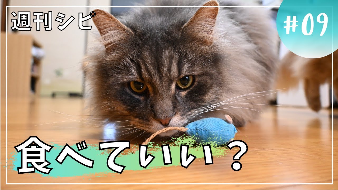 【週刊シピ9】子猫のおもちゃが気に入ったパパ【サイベリアン】