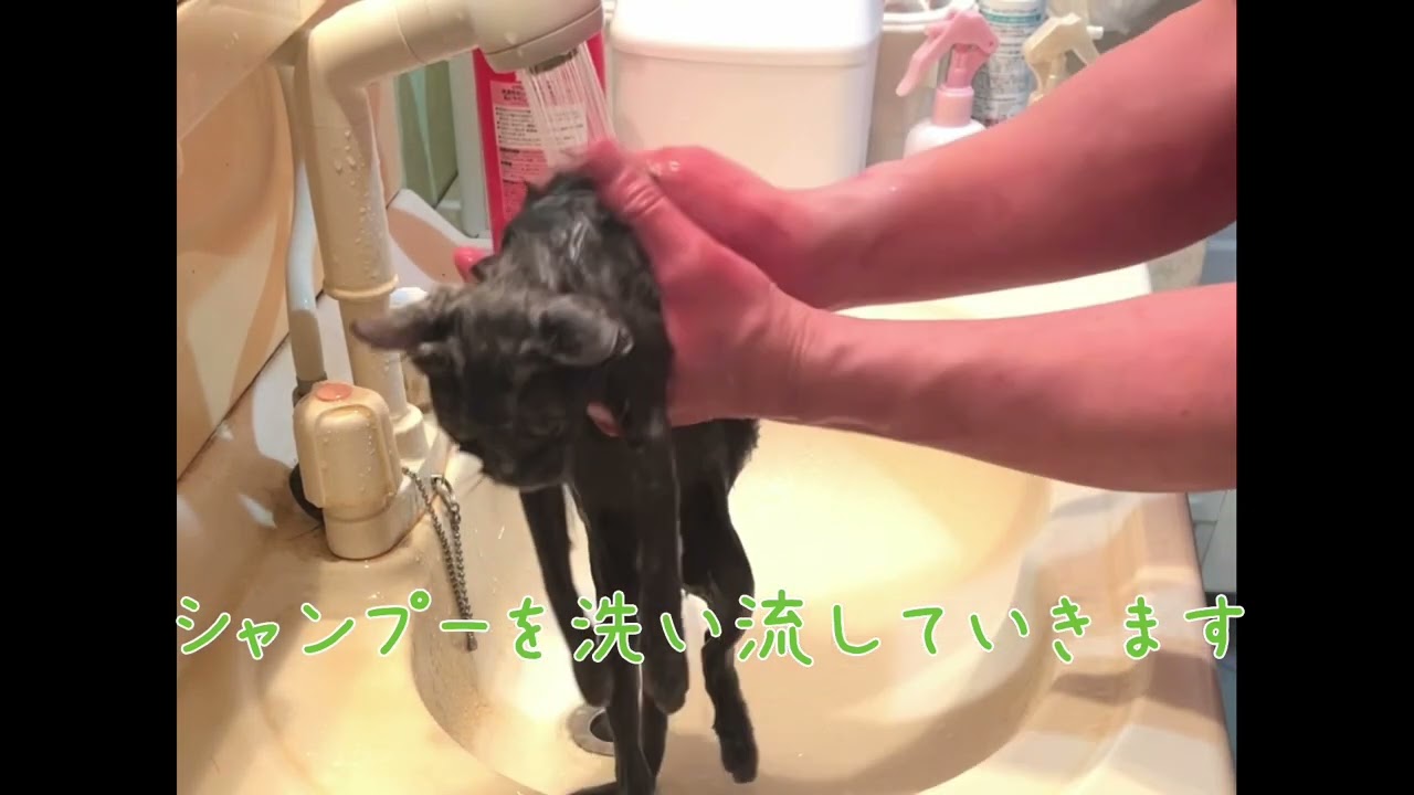 【ナナハチ’s ROOM】シャルトリュー ☆はちくんのお風呂🛁20230423