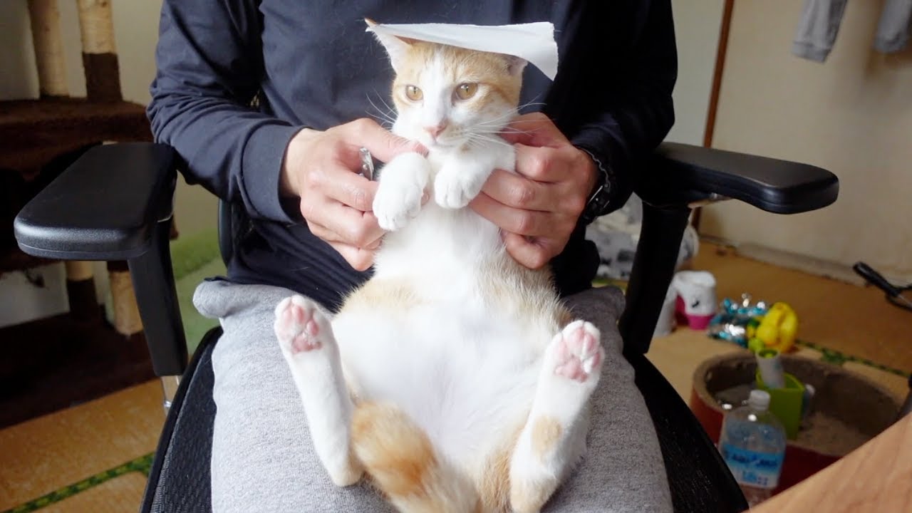 爪切り嫌いな子猫の頭にシールを貼った結果…笑