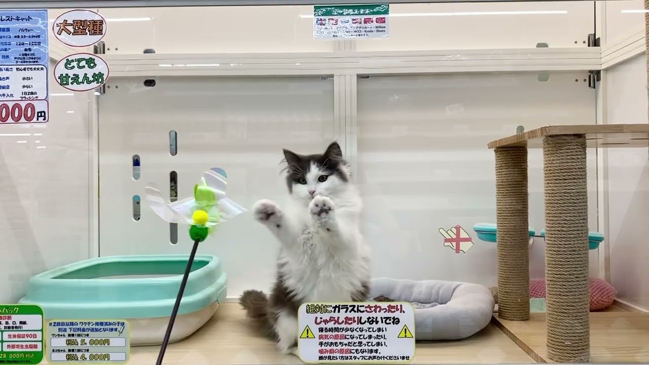 ノルウェージャンフォレストキャット