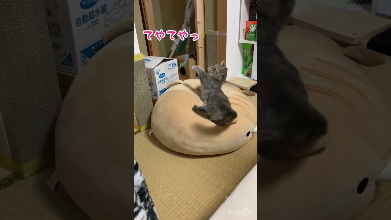 猫のぬいぐるみに飛び乗る猫（マンチカンの子猫）がかわいい❤️