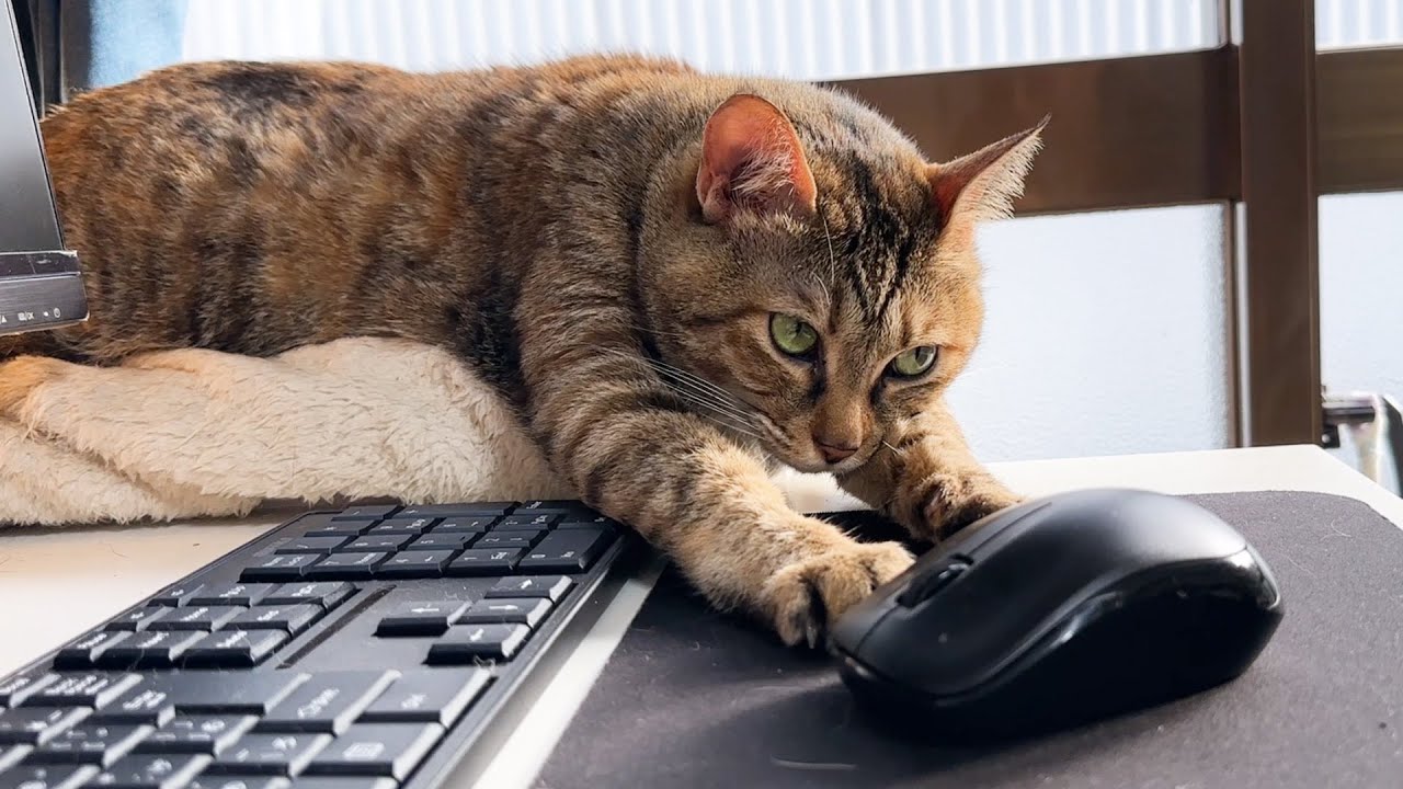 スロースターターな猫は行動する前にまずは考えてから笑