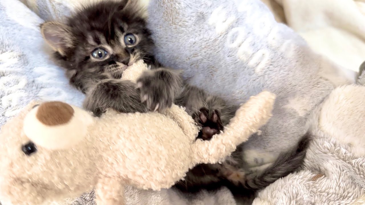 意思表示が可愛すぎる子猫 生後35日【アオちゃん日記#32〜青い秋空〜】Kitten that is starting to make its intentions clear. 保護猫