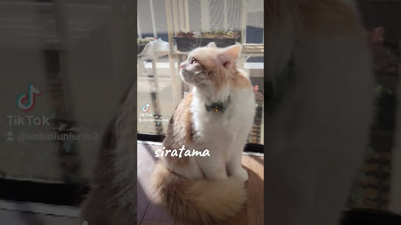 【子猫】ラガマフィンってこんな猫 #ラガマフィン #猫動画 #cat #子猫 #可愛い