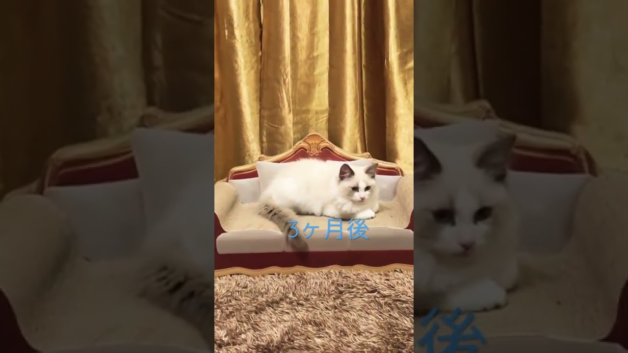 オスラグドールの凄まじい成長スピード