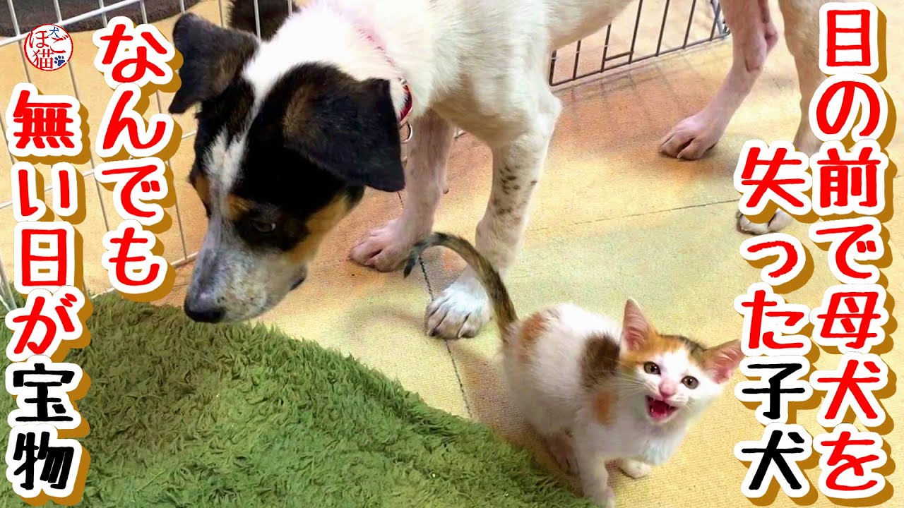 【子猫　保護犬　保護猫】ボロボロで保護された子犬　なんでもない日が宝物