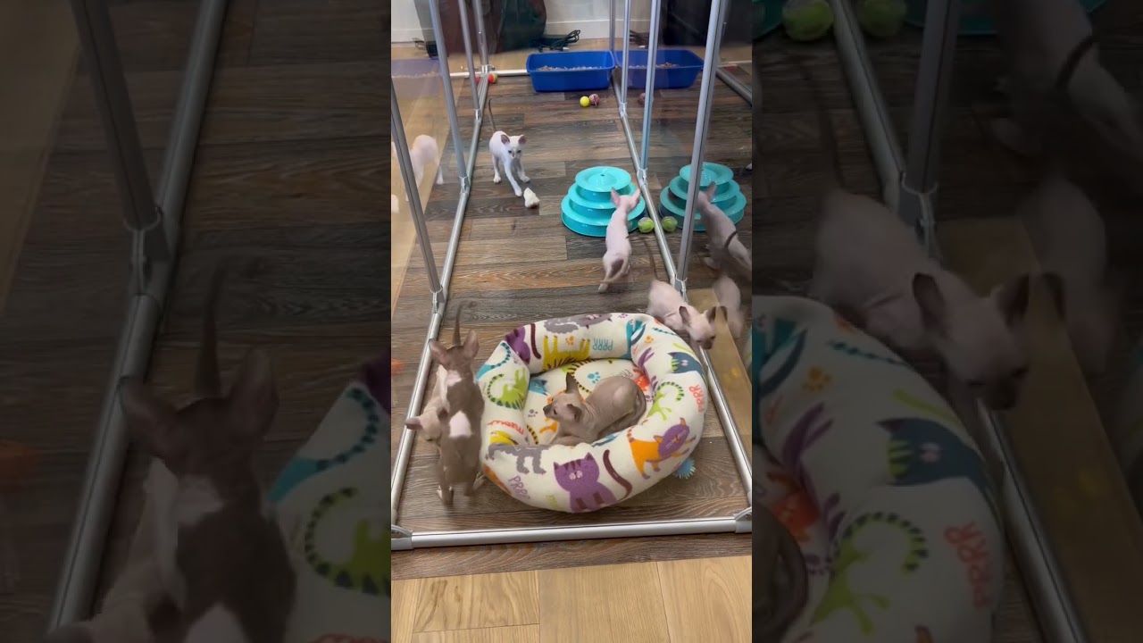 Cornish Rex kittens having FUN