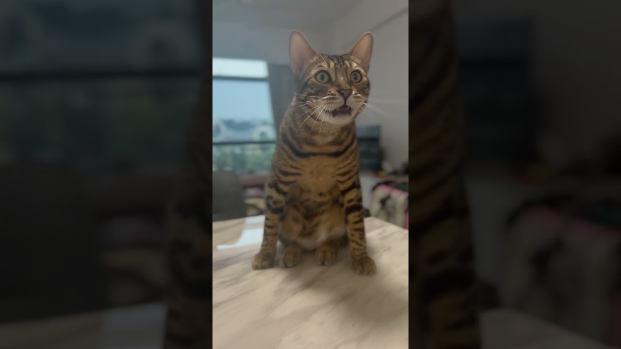 変な座り方しながらサイレントニャーする猫【ベンガル猫】