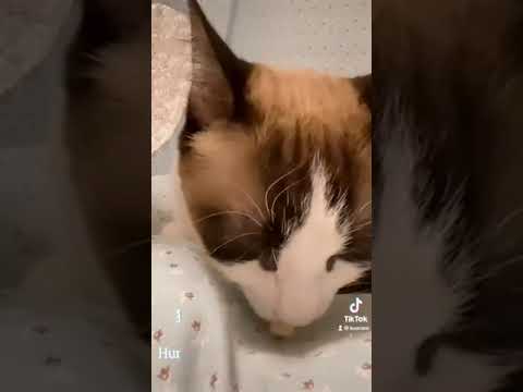 卵ボーロにクレイジーなシャム猫 #shorts #tiktok Crazy cat on egg ball