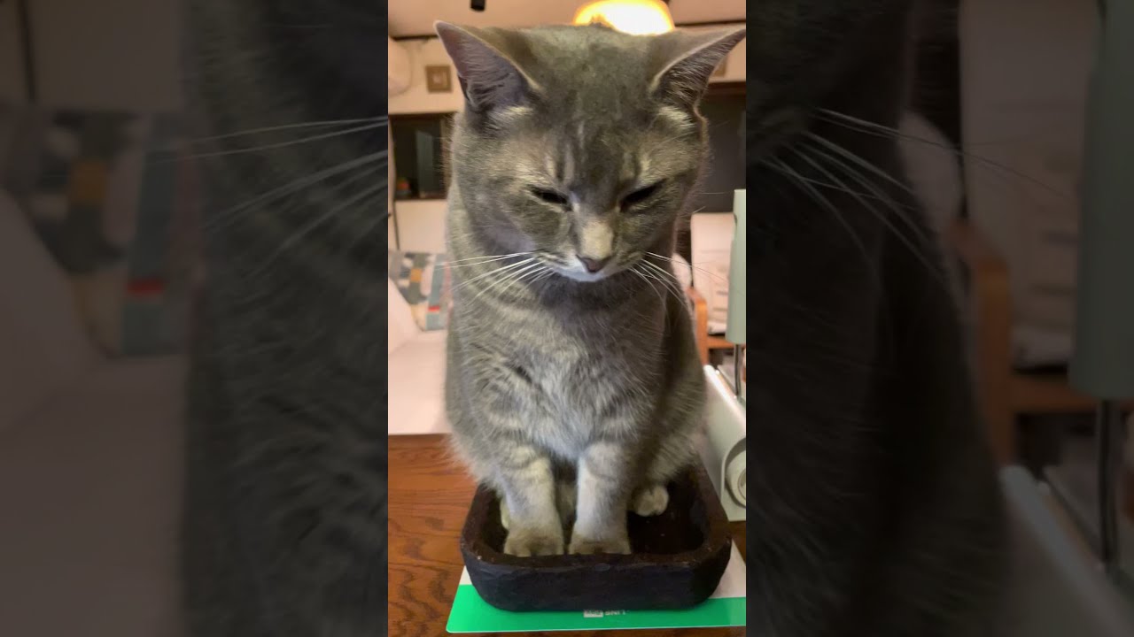 #風の猫　木の小さなトレーに入り..　頭とあごのマッサージまでは良かったけれど..　ティッシュで涙を拭くのには切れる猫...　#shorts