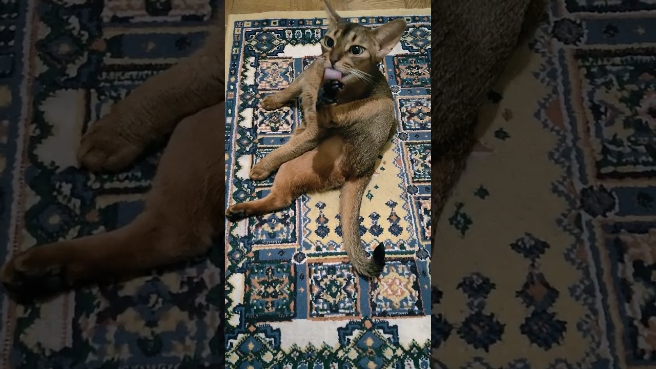 ネコ動画あび#1034　#shorts　あびの毎日　アビシニアン　あびブログ