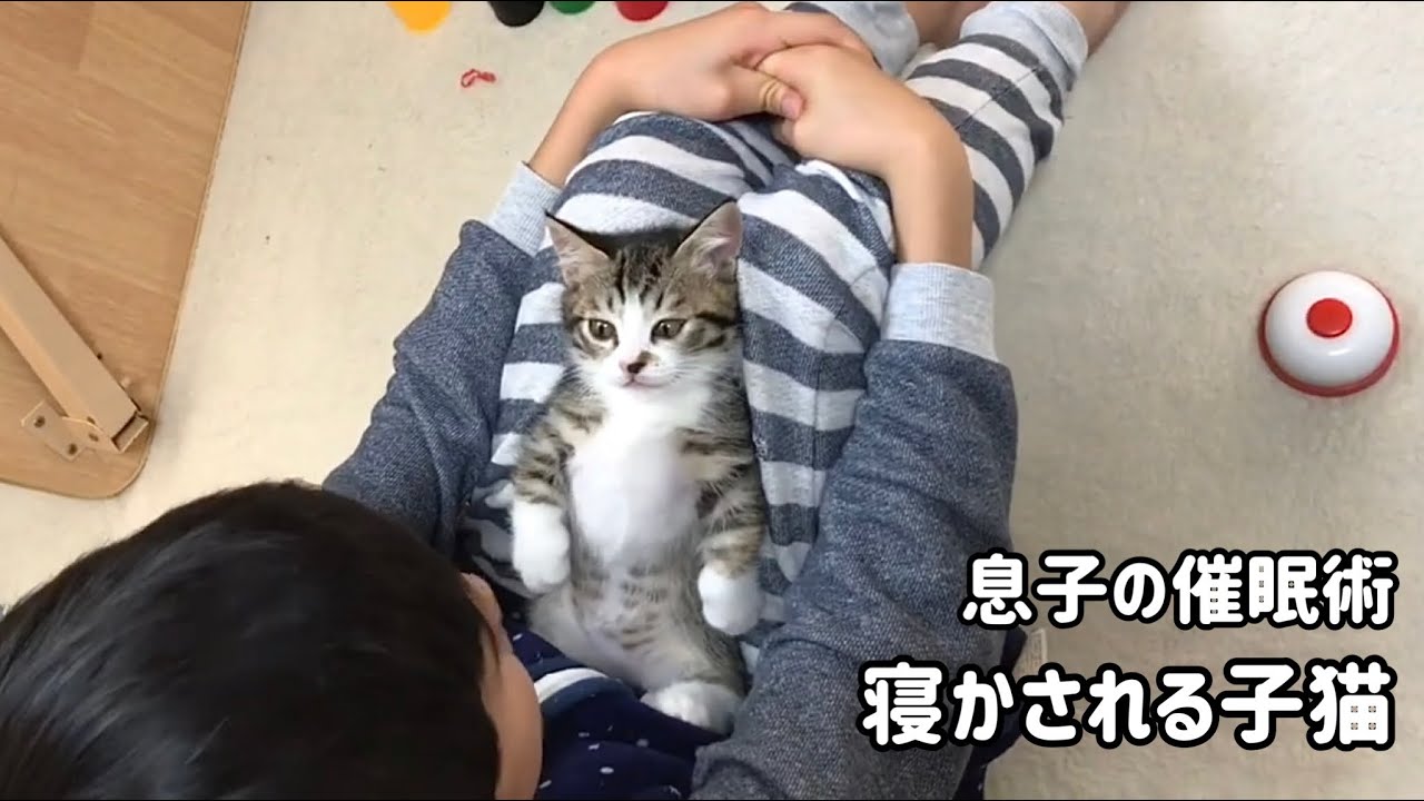 息子に催眠術で眠らされる子猫