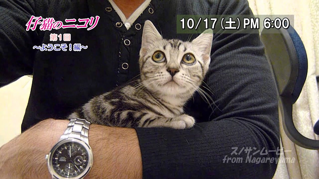 Cute kitten 【仔猫のニコリ】 第１回 ～ようこそ！編～