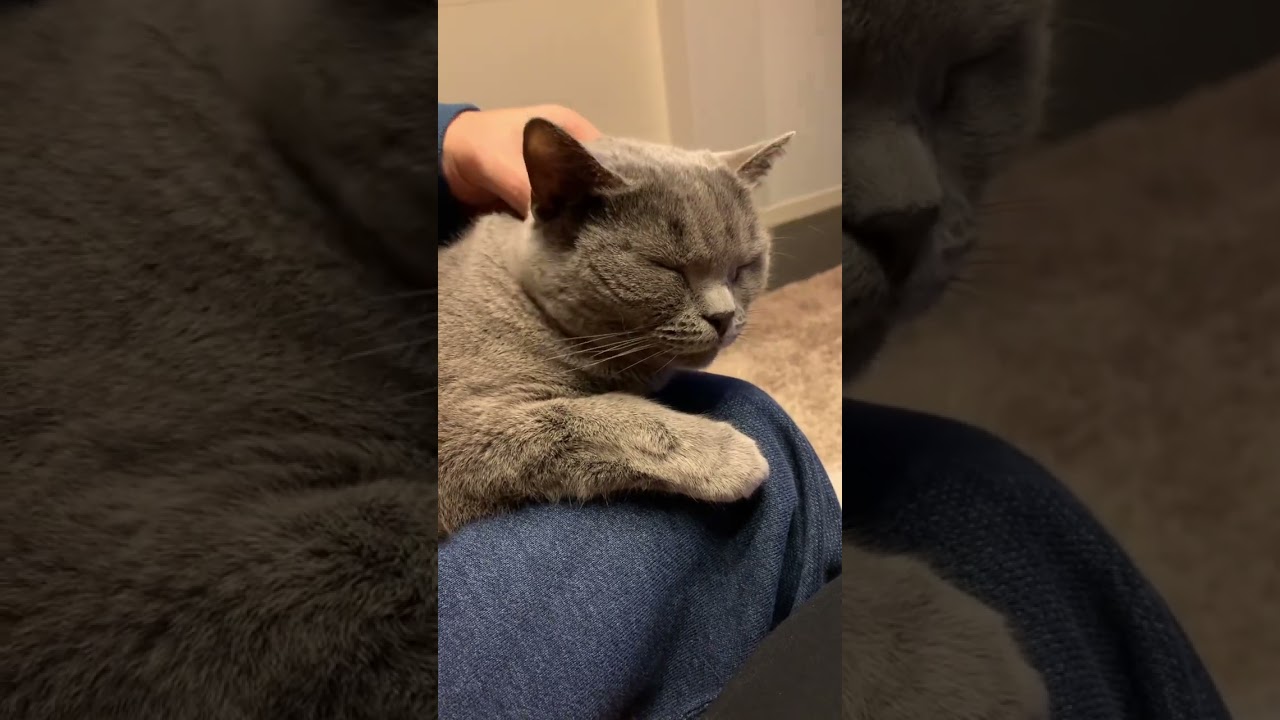 マッサージされて気持ち良さそうなねこ【シャルトリュー/Chartreux cat】#shorts