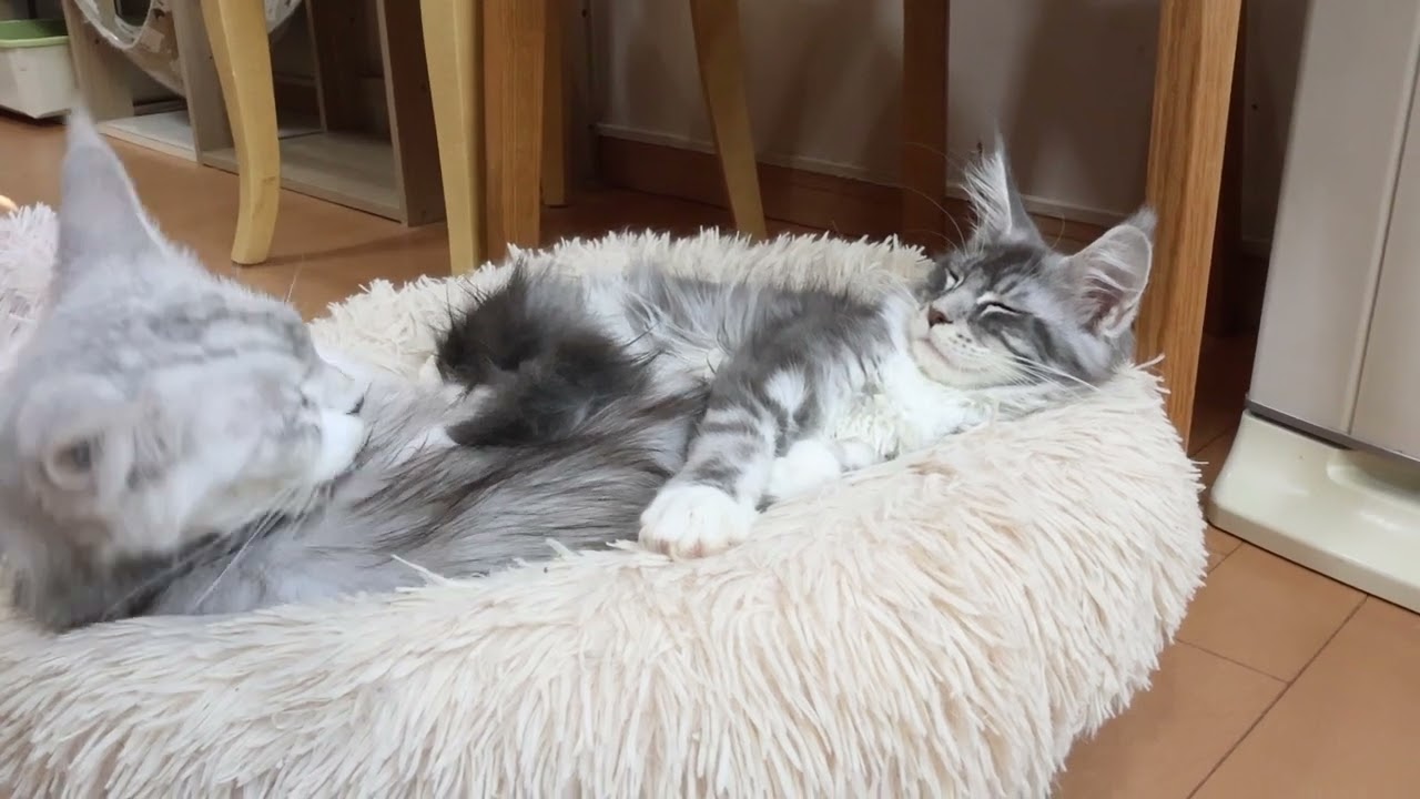 眠そうなメインクーン子猫のマリアちゃん