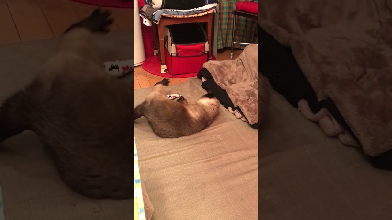 結局、寝転んで遊んじゃうたぬき猫なのにゃ♪