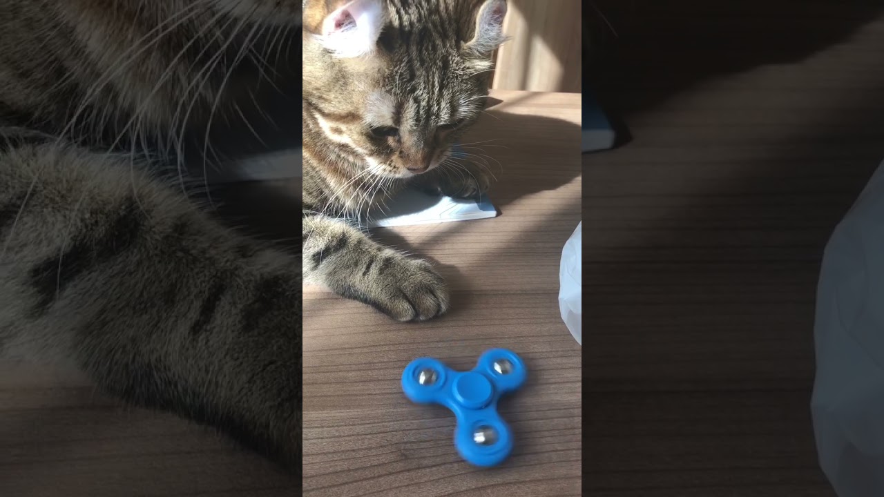 目が回った？w #shorts アメリカンカール　ツゥ