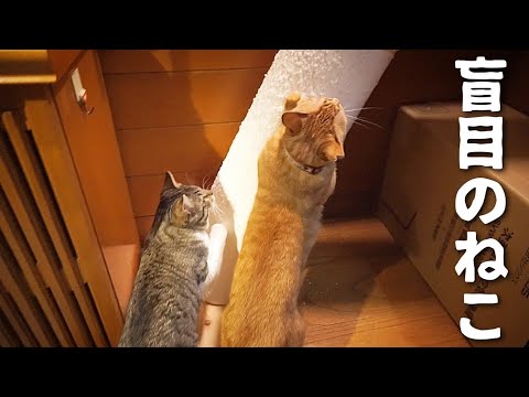 目の見えない猫は先住猫たちと遊びながらここまで登れた
