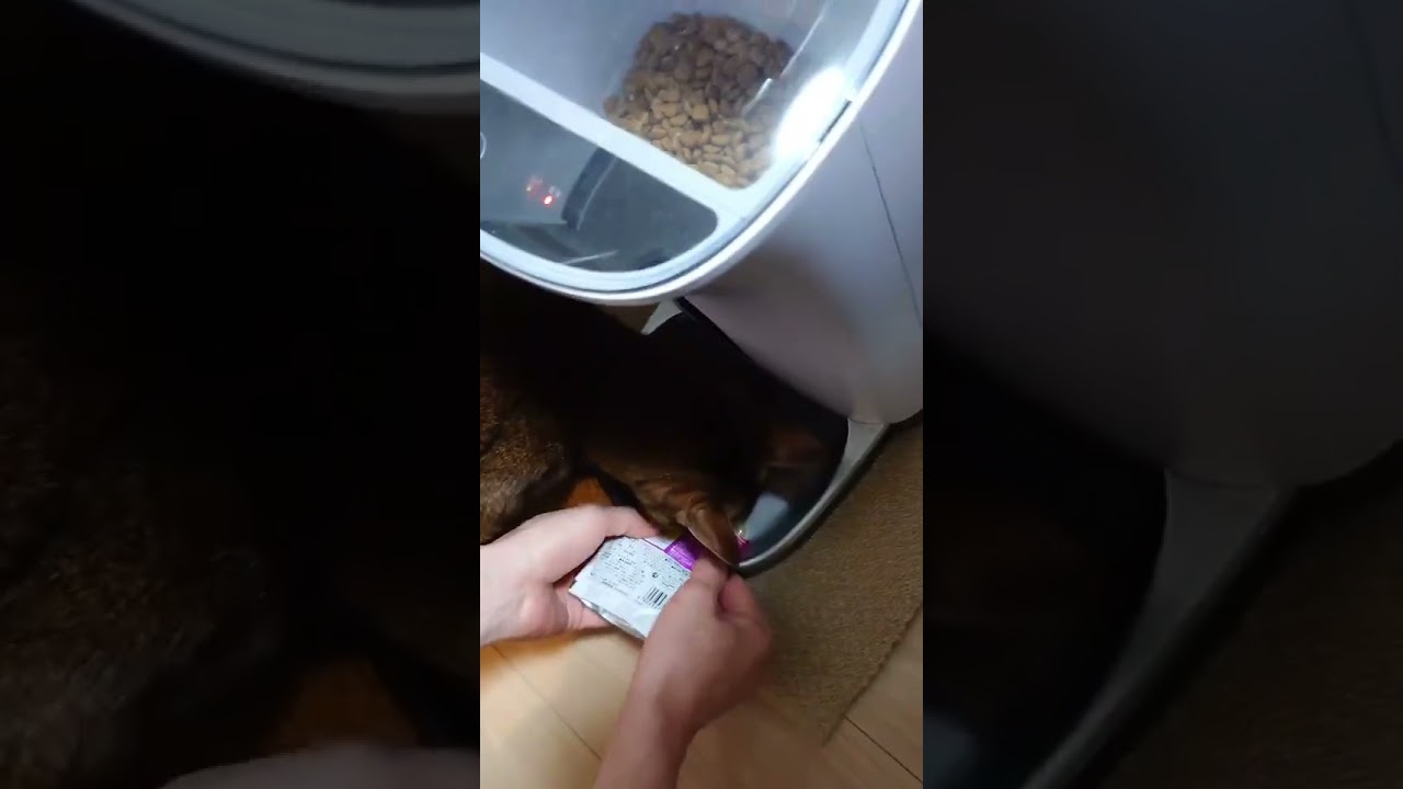 ツナを食べたすぎる猫　凶暴猫ルル　アビシニアン　#22