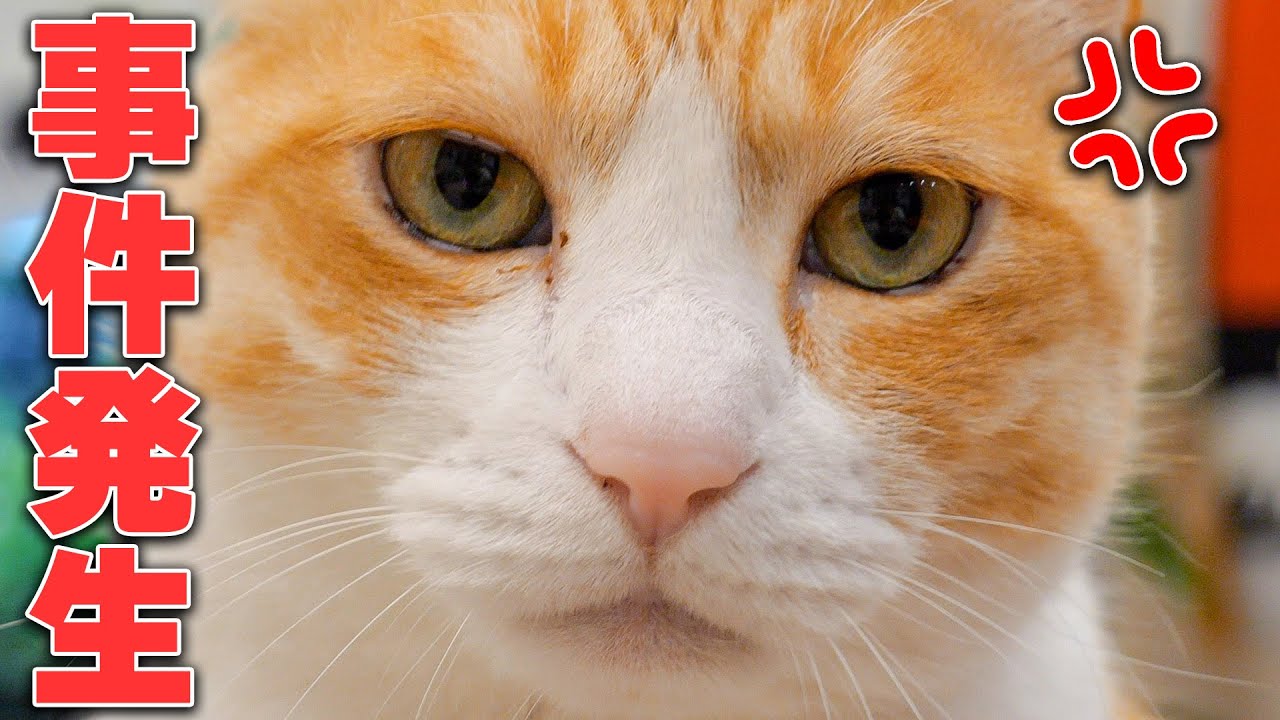 お留守番を頑張った猫たちに北海道の高級お土産をあげようとしたら事件が発生しました…