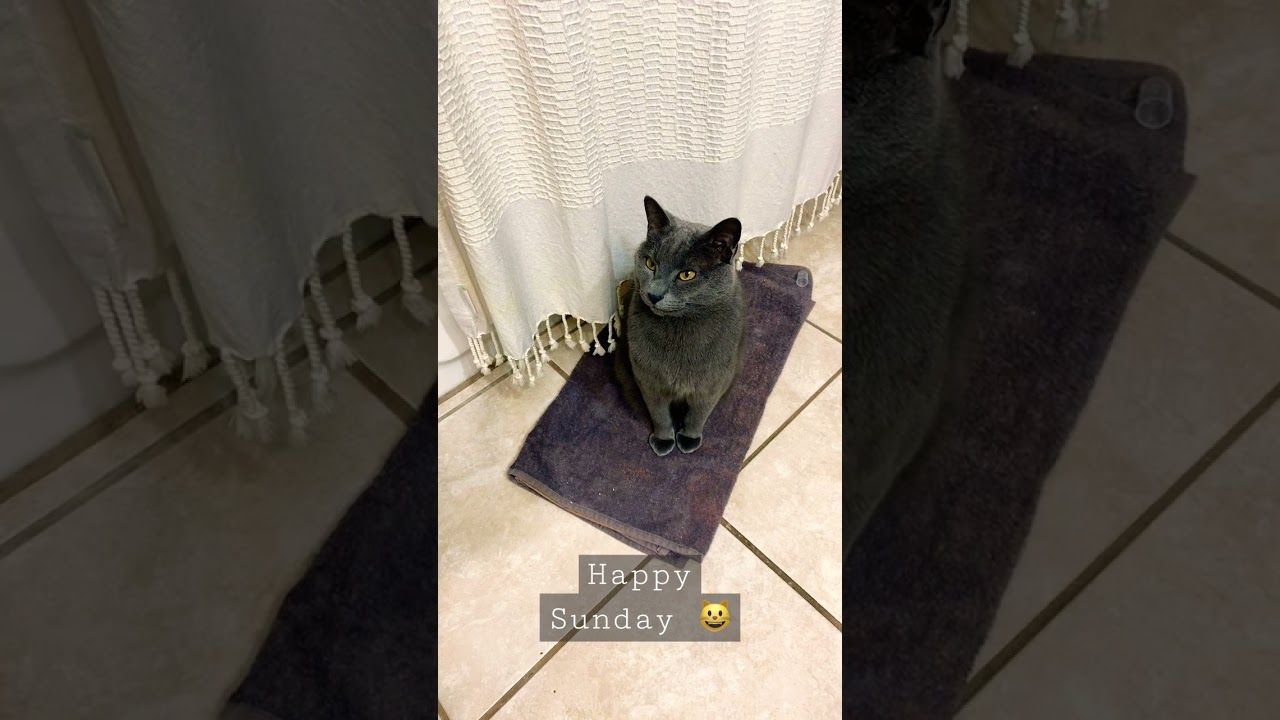 Smoky gray Tom Cat #cat #kittycat #graycat #chartreuse #americanbobtail #manxcat #catshorts #meow #k