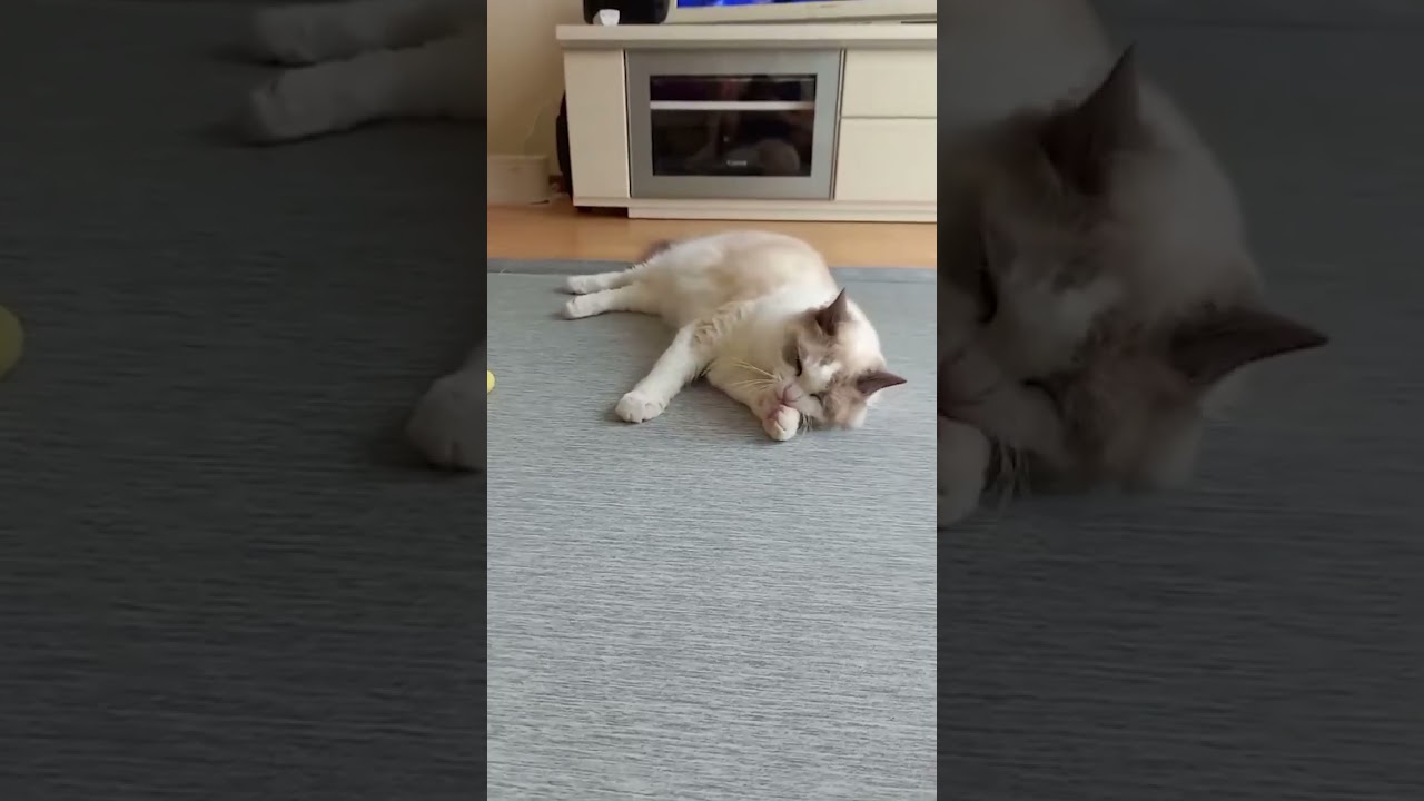 猫が顔を洗う　#shorts #ラグドール#猫 #ルル