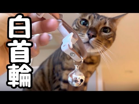 黄色首輪が出てこないのでニコには白をつけてもらいます