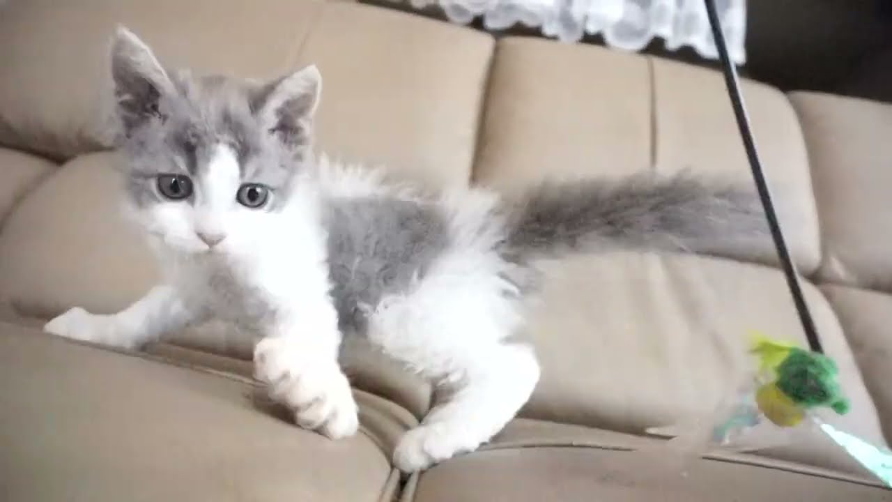 セルカークレックス子猫　2022.７.23産まれ　ブルー＆ホワイト　男の子　シーダキャット猫のお店