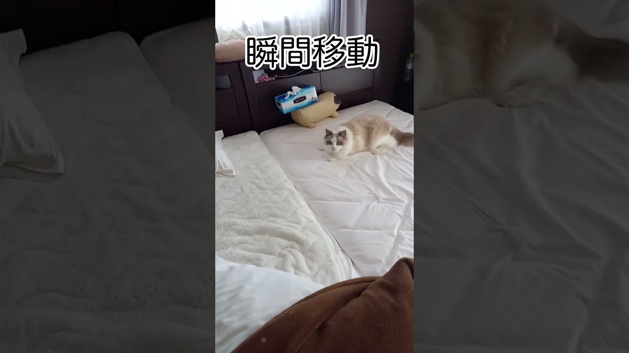 瞬間移動する猫　#shorts #ラグドール#猫 #ルル