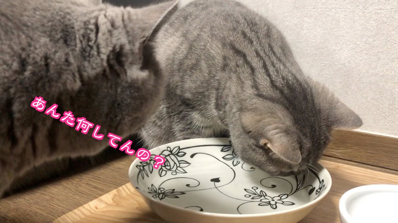 謎な行動をしている猫に呆れる猫。シャルトリューとブリティッシュの日常