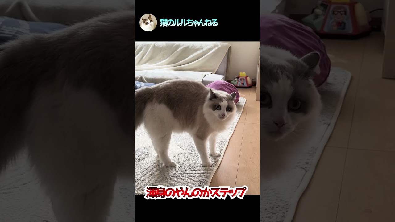 モフ猫のやんのかステップ#shorts #ラグドール #やんのかステップ