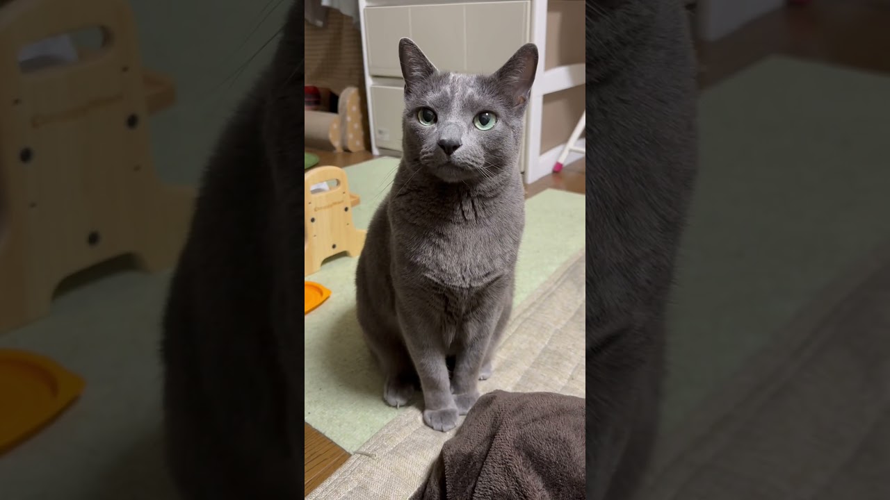 【ロシアンブルー】めろんのおねだり声いっぱい😊【猫】#shorts