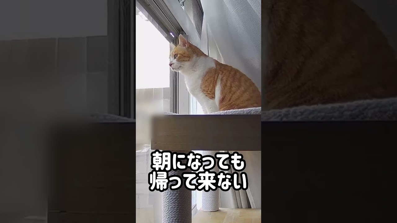 主の帰りを待ちわびる猫