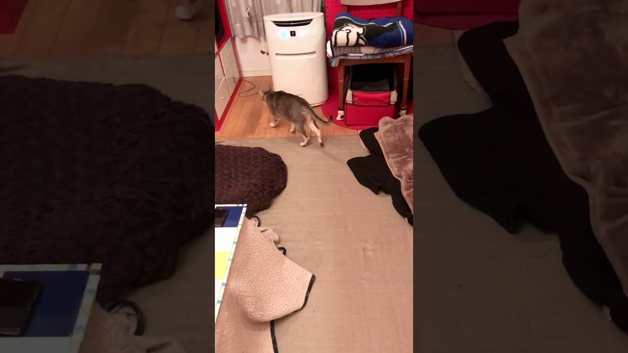 走り抜けるシンガプーラにびっくりのたぬき猫なのにゃ♪
