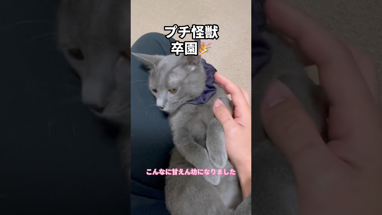 ロシアンブルーっぽい元野良猫がずっとのお家へ #shorts
