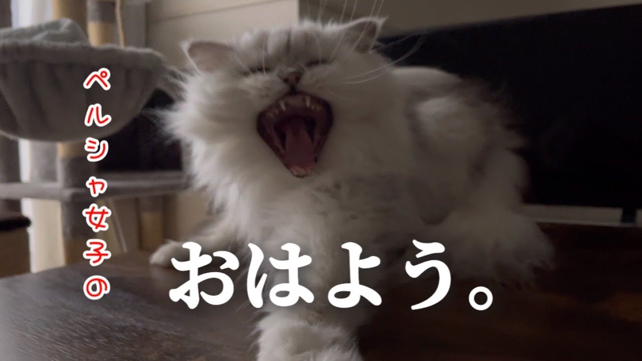 【猫の朝活】ペルシャ女子のおはよう。