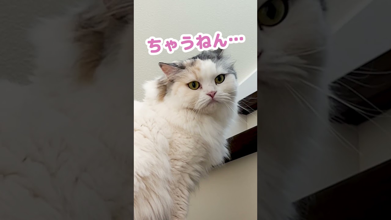 足を踏み外した猫 #Shorts