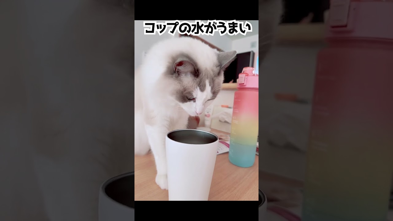 コップの水が大好き#shorts #ラグドール