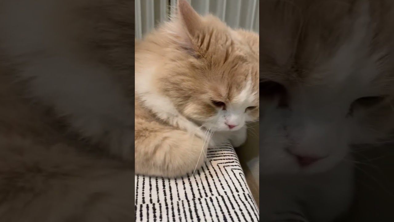 イカ耳でごはん待ちのておくん #cat #scottishfold #catlover #スコティッシュフォールド #cute